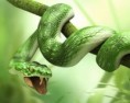 /album/photo%20gallery%3a%20%c2%bfconque%20dios%20os%20ha%20dicho-/snake-jpg/